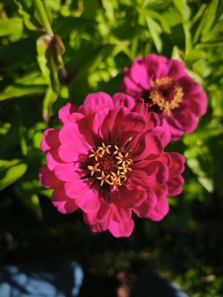 Zinnias - WhatsApp Image 2026-04-30 at 5.54.42 PM.jpeg