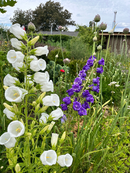 Canterbury Bells - CanterburyBells.jpg.jpg