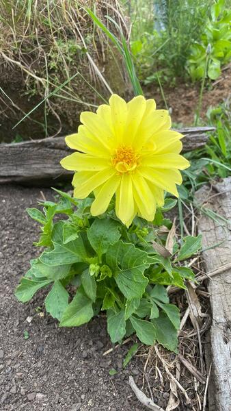 Dalia Enana Amarilla - WhatsApp Image 2026-06-21 at 9.10.17 AM.jpeg