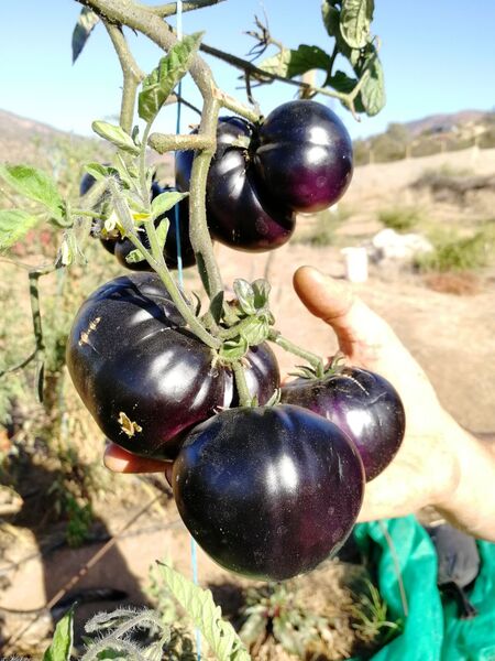 Tomate Black Beauty - WhatsApp Image 2026-05-13 at 20.15.14.jpeg