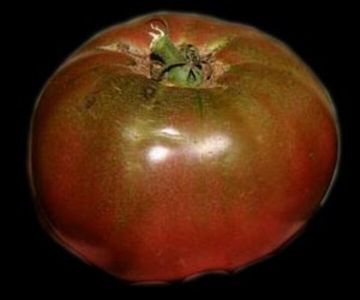 Tomate Cherokee Purple - Cherokee.purple.jpg