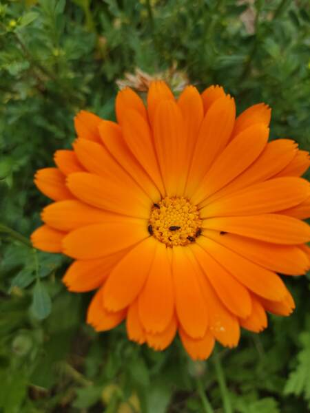 CALÉNDULA NARANJA - IMG_20240929_143612.jpg