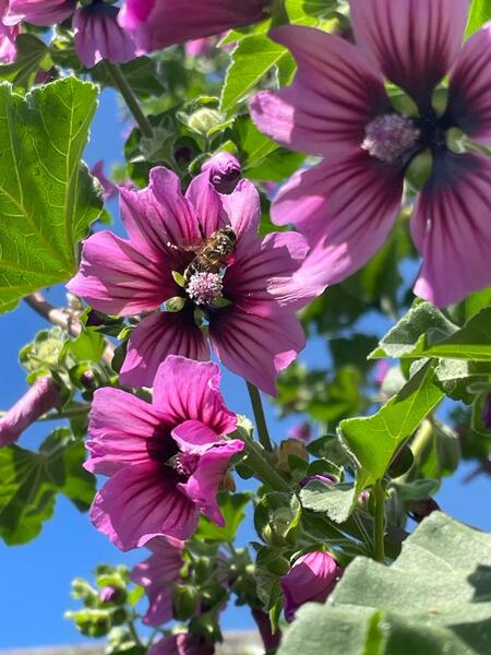 MALVA ARBOREA - Copia de malva dea.jpeg