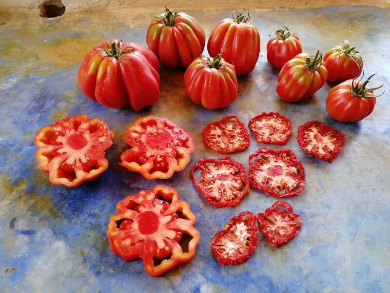 TOMATE MUSHROOM BASKET - WhatsApp Image 2026-05-18 at 18.30.50.jpeg