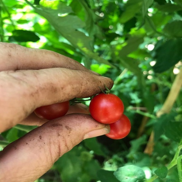 TOMATE TENCA ROJO - Copia de TMT-CM-21 (1).jpg