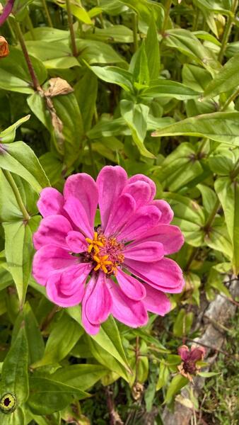 ZINNIAS MIX - WhatsApp Image 2026-07-23 at 14.30.40 (1).jpeg