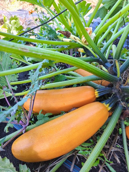 ZUCCHINI SOLARA - WhatsApp Image 2026-07-27 at 9.34.45 AM(2).jpeg