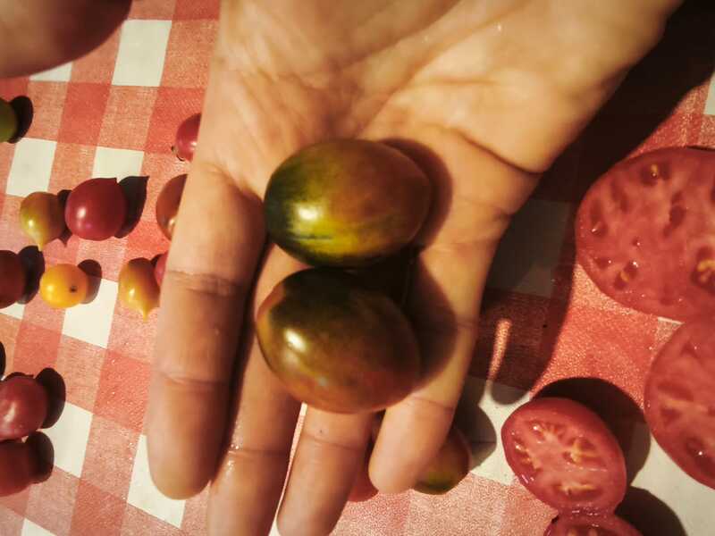 TOMATE DE RACIMO MIX - WhatsApp Image 2026-07-27 at 12.30.18 PM.jpeg