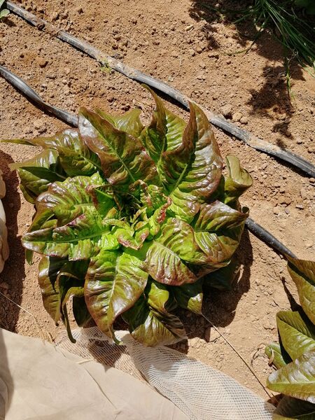 LECHUGA LENGUA DE CIERVO ROJA - Lechuga Lengua Ciervo Roja 3.jpeg