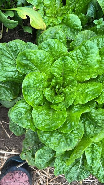 LECHUGA WITTE DUNZEL - WhatsApp Image 2026-07-23 at 14.53.15 (2).jpeg