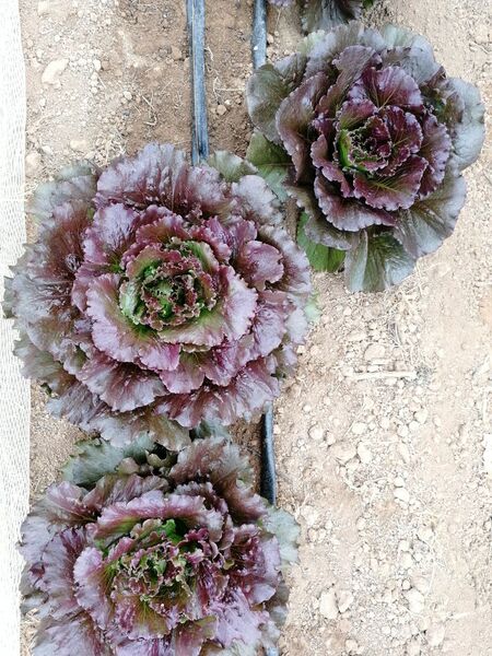 LECHUGA ICEBERG DIAVOLETTA - WhatsApp Image 2026-05-18 at 18.21.26.jpeg