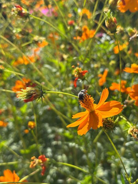 COSMOS NARANJA - WhatsApp Image 2025-07-14 at 8.02.19 AM (1).jpeg