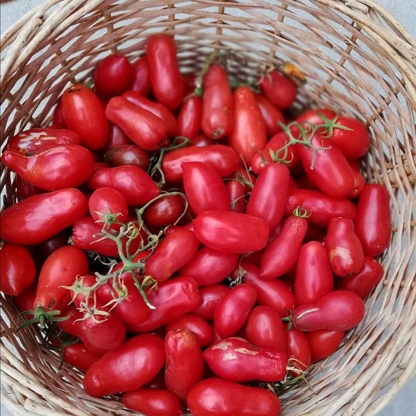 TOMATE SAN MARZANO ORGÁNICO - Copia de TMSM-PC-19.jpg
