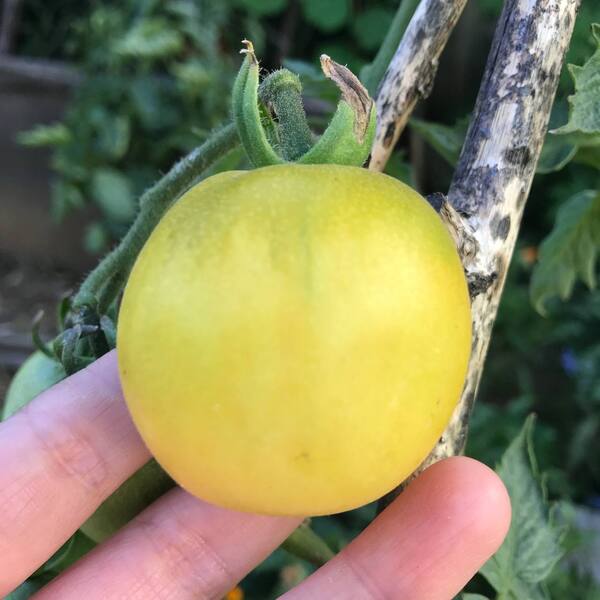 TOMATE PIEL DE DURAZNO ORGÁNICO - 872764-amarillo_piel.jpg