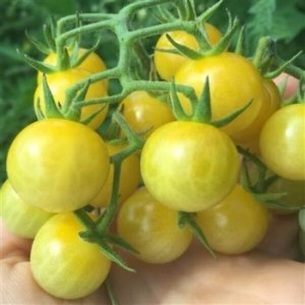 TOMATE CHERRY AMARILLO ORGÁNICO - Copia de cherry-amarillo-300x300 jc.jpg