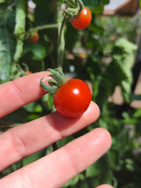TOMATE CHERRY COYOL ORGÁNICO - WhatsApp Image 2026-07-28 at 07.43.48.jpeg