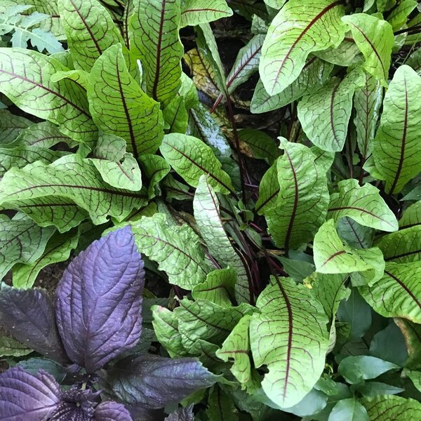 RUMEX ROJO ORGÁNICO - Copia de acedera.jpg