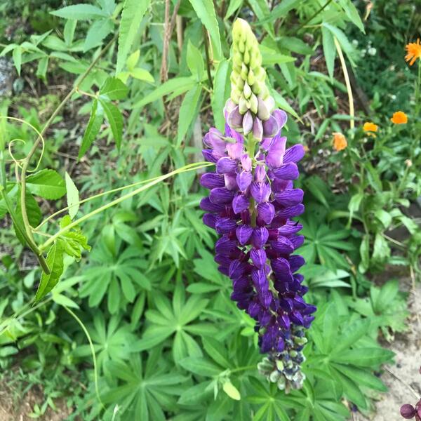 LUPINO DE FLOR ORGÁNICO - Copia de lupino morado dea2.jpeg