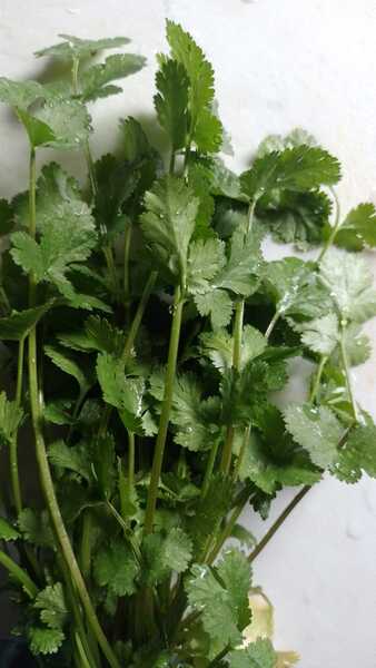 CILANTRO FINO ORGÁNICO - Copia de 1cilantro fino GQ 2024 (1).jpeg