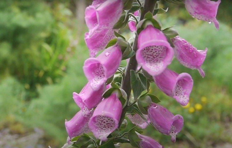 DEDALERA ORGÁNICA - Copia de dedalera vv 2024.jpg
