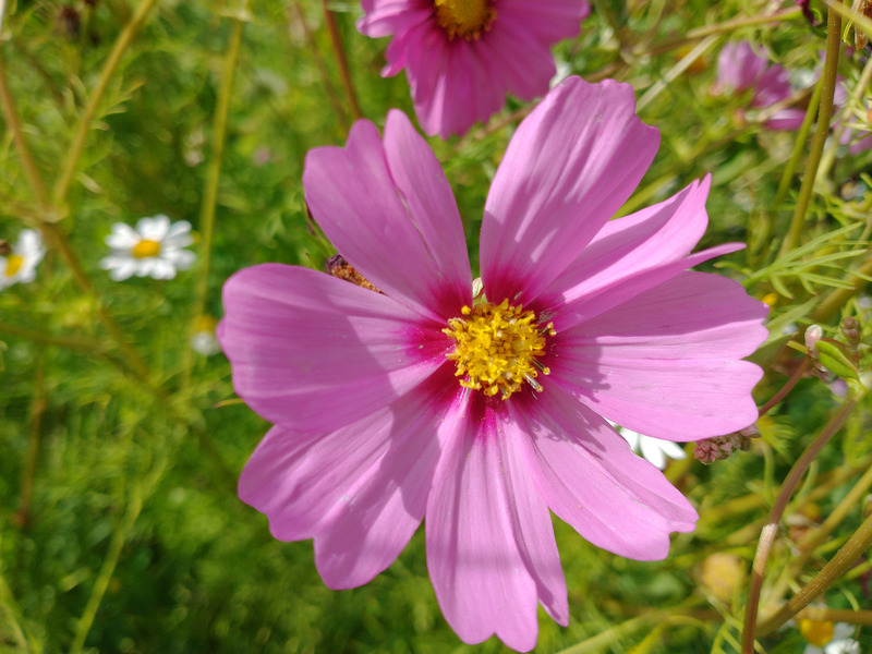 COSMOS MIX ORGÁNICO - Copia de cosmos rosa.jpg.jpg