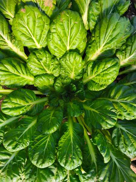 TATSOI ORGÁNICO - TATSOI.jpg