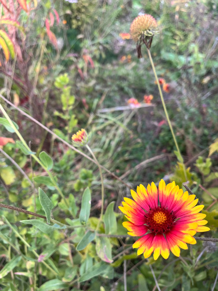 GAILLARDIA - Gaillardia.jpg.jpg