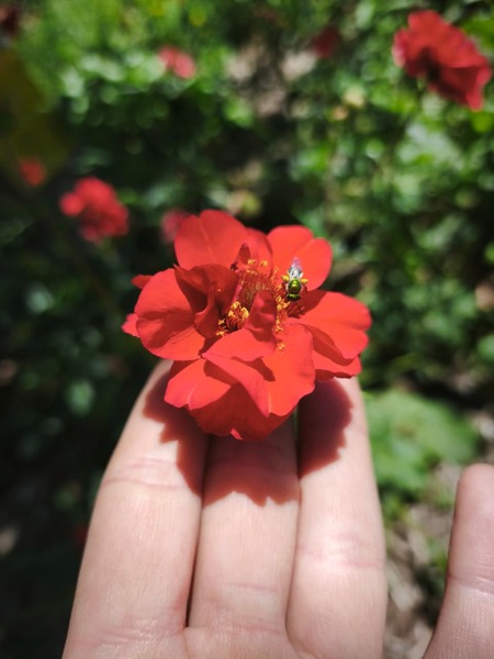 GEUM - WhatsApp Image 2026-07-28 at 07.50.37 (1).jpeg
