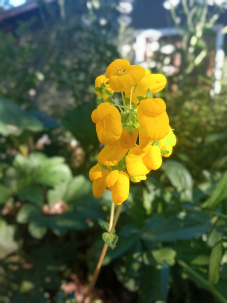 CALCEOLARIA ORGÁNICA - IMG_20240225_181409 (1).jpg.jpg