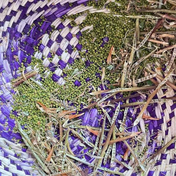 ALFALFA CHILOTA ORGÁNICA - Copia de alfalfa chilota (2).jpg