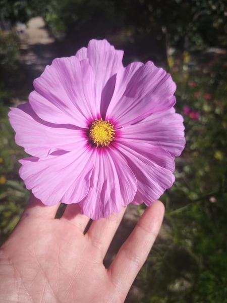 COSMOS ROSADO - WhatsApp Image 2026-07-28 at 07.51.31 (1).jpeg