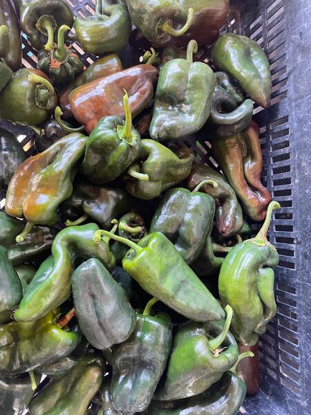 CHILE POBLANO - Copia de chile poblano TB 23.jpeg