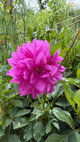 DALIA COMPUESTA MIX DE COLORES - WhatsApp Image 2026-07-29 at 15.10.22 (2).jpeg