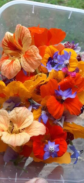 CAPUCHINA MULTICOLOR - WhatsApp Image 2026-07-23 at 14.53.15 (1).jpeg