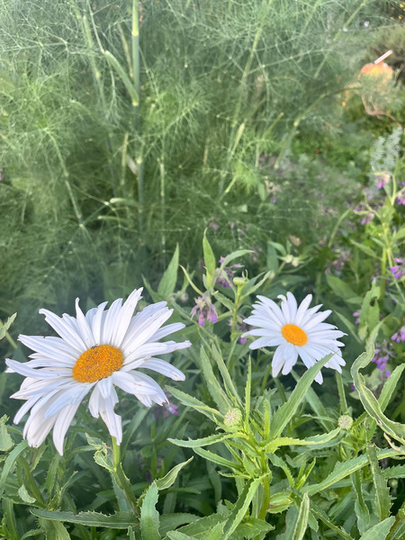MARGARITA SHASTA DAISY - Shasta daysi.jpg.jpg