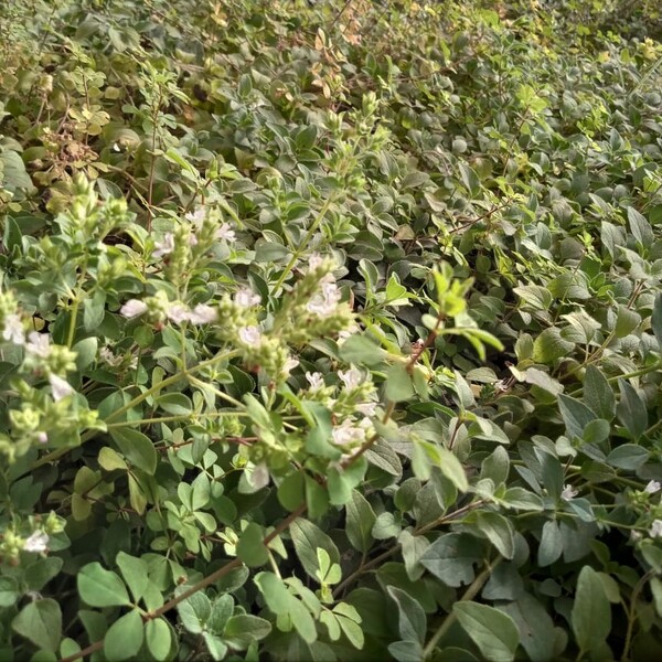 ORÉGANO - Copia de oregano.jpeg