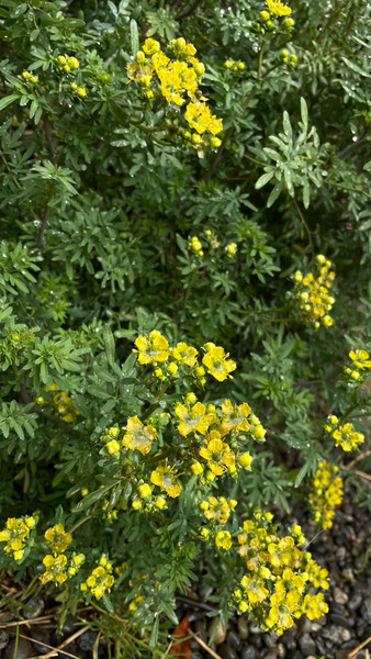 RUDA - Copia de ruda en flor dea.jpg.jpg
