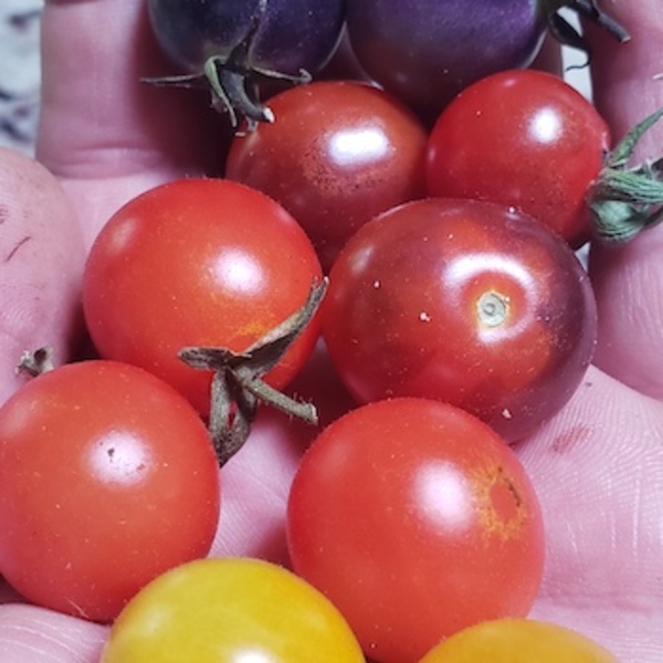 TOMATE CHERRY ROJO - 883032-tomate_cherry_rojo.jpg