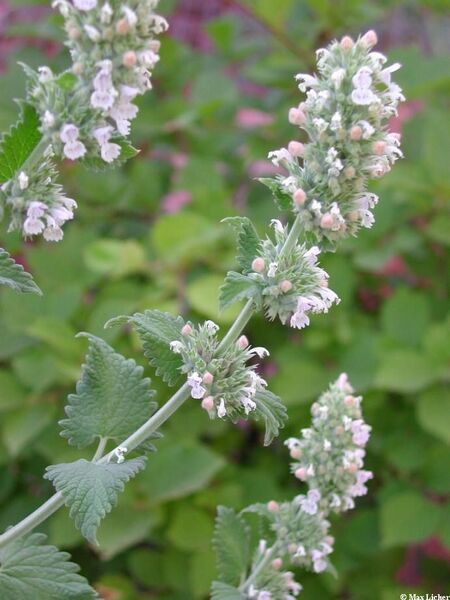 HIERBA GATERA (NAPETA BLANCA) - fc1603354246f63a63d44540824171ab--nervous-system-herbs.jpg
