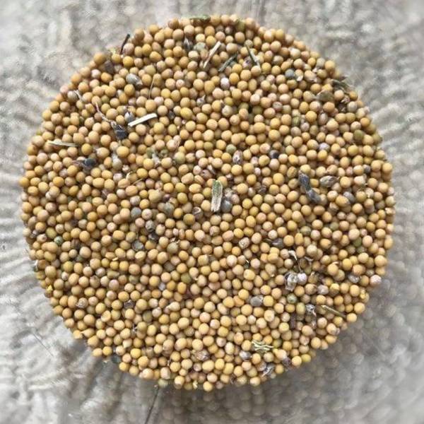 Mostaza De Semilla Blanca - Mostaza De Semilla Blanca