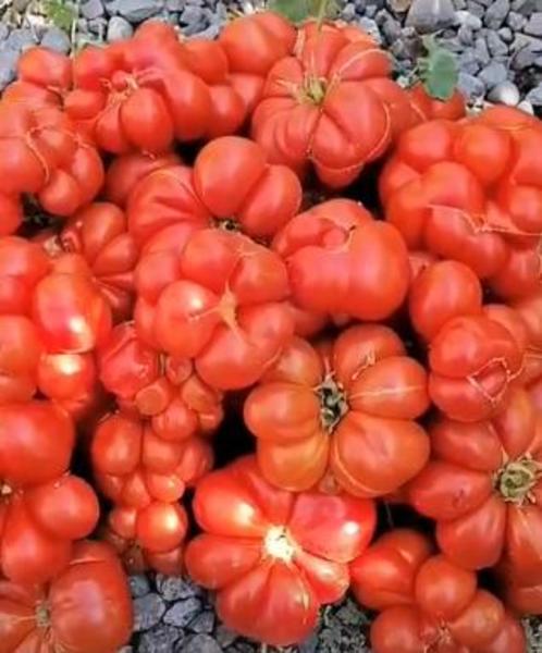 Tomate De Viaje - Tomate De Viaje