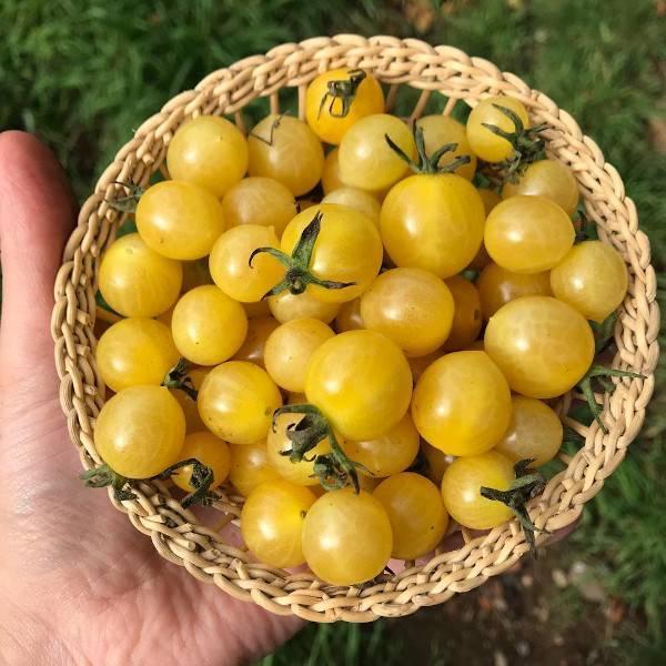 Tomate Cherry Amarillo - Tomate Amarillo Globito