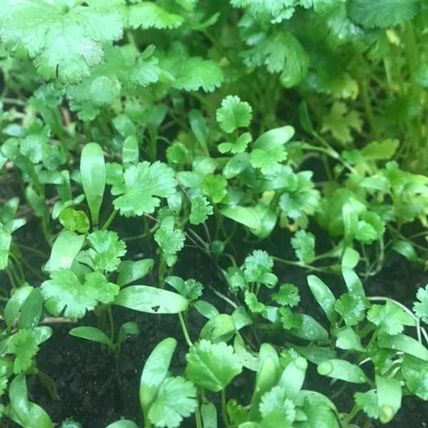 Cilantro Fino - Cilantro Fino