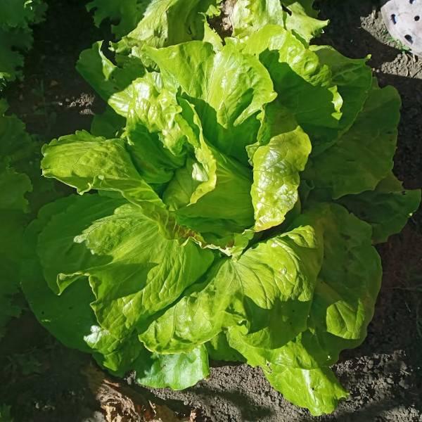 Lechuga De Invierno - Lechuga De Invierno