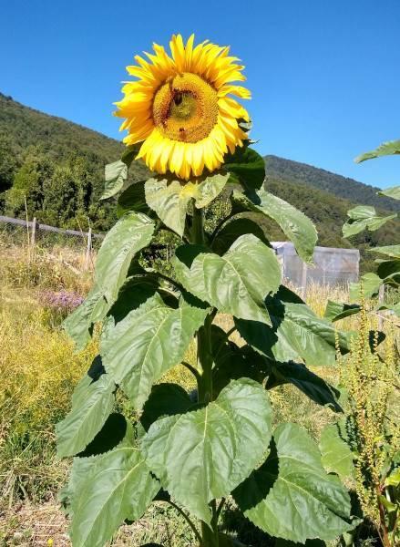 Maravilla Mammut - Girasol Mamut Mix