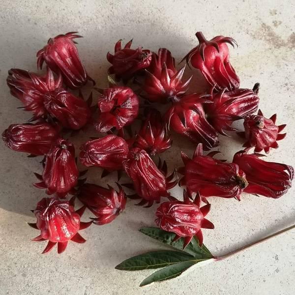 Flor de Jamaica - Flor De Jamaica