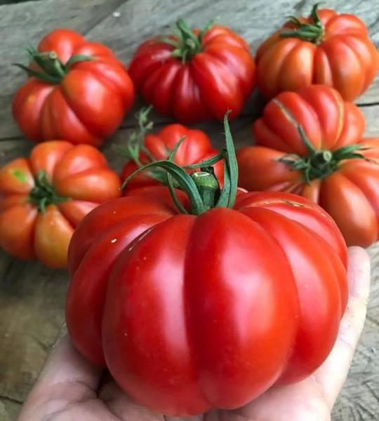 Tomate Costoluto - Tomate Costaluto Cecy