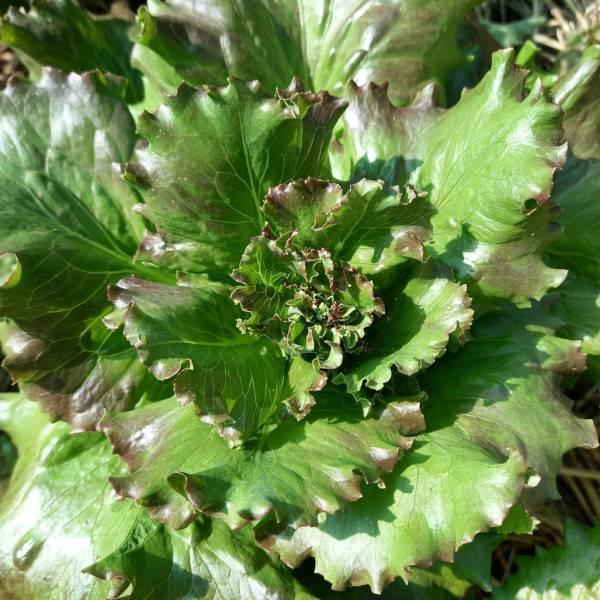 Lechuga Costina Morada - Lechuga Costina Morada