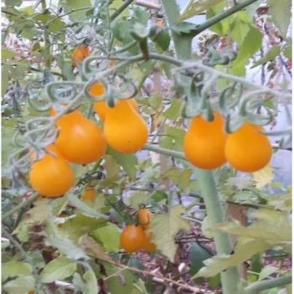Tomate Cherry Amarillo Perita - Tomate Perita Amarillo