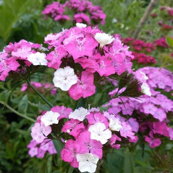 Clavelin Mix - Clavelin Mix